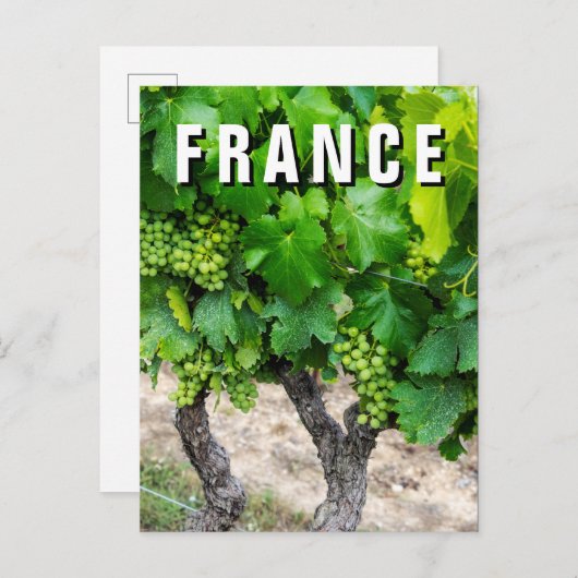 ワイン葡萄の栽培，フランス ポストカード (正面/裏面)