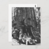 ワウォナツリー魔法ランタンヴィンテージカリフォルニア ポストカード (正面/裏面)