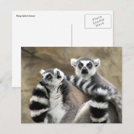 ワオキツネザル ポストカード (正面/裏面)