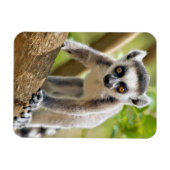 ワオキツネネズミの赤ちゃん マグネット (横)