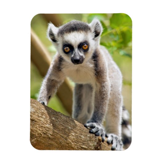 ワオキツネネズミの赤ちゃん マグネット (縦)