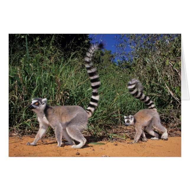 ワオキツネネズミ (Lemur Catta)、ベレンティ (正面横)