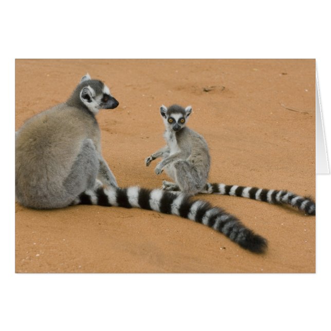 ワオキツネネズミ (Lemur catta) ベレンティ (正面横)