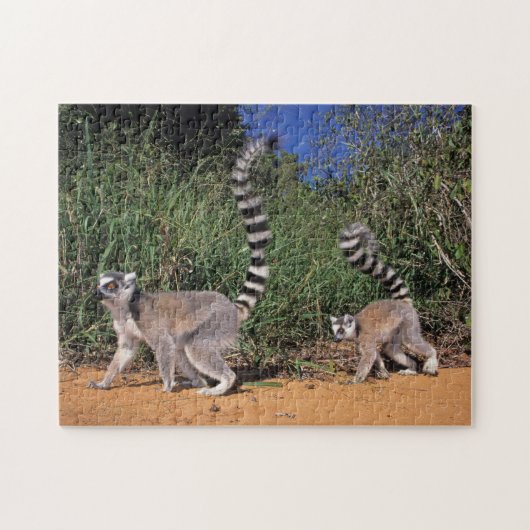 ワオキツネネズミ (Lemur Catta)、ベレンティ ジグソーパズル (横)