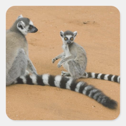 ワオキツネネズミ (Lemur catta) ベレンティ スクエアシール (正面)