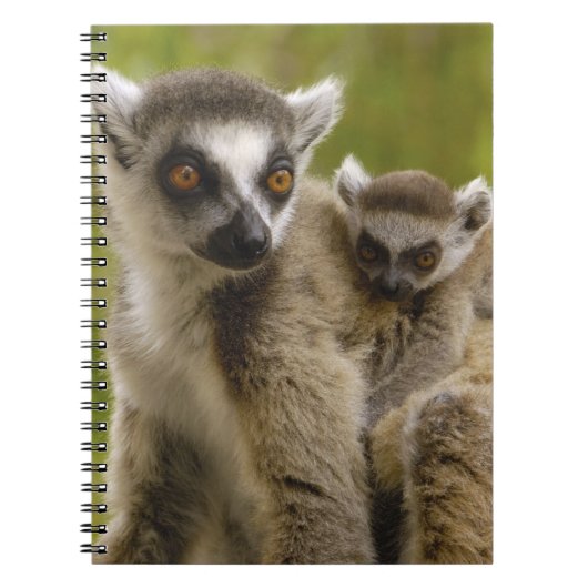 ワオキツネネズミ（Lemur catta）母と赤ちゃん ノートブック (正面)