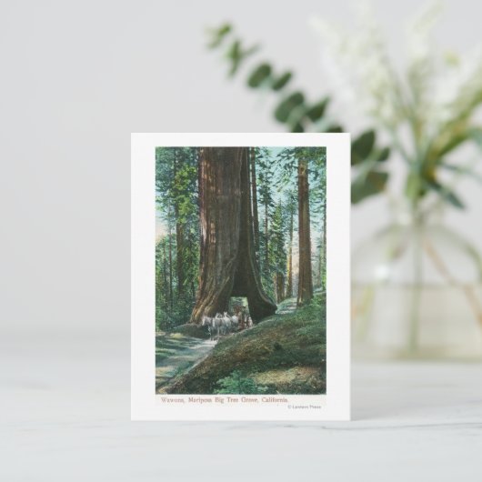 ワオナの木の下の馬車の眺め ポストカード (スタンド正面)