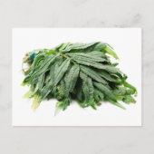 ワカタイ  ポストカード (正面)