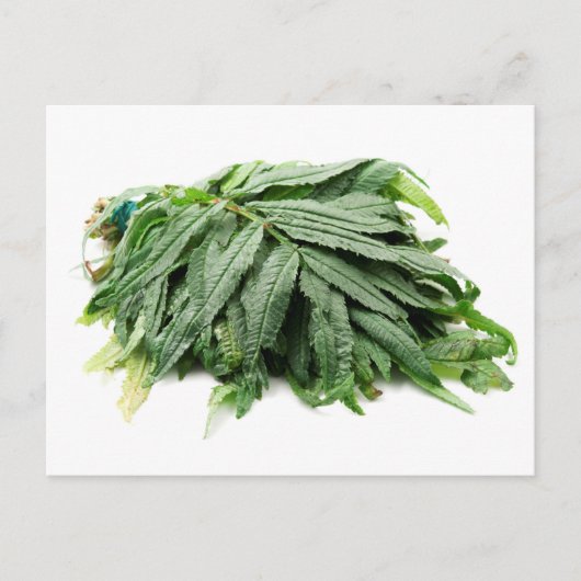 ワカタイ  ポストカード (正面)