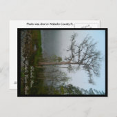 ワクルラカウンティフロリダポストカード ポストカード (正面/裏面)