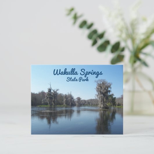 ワクーラ・スプリングス州立公園のサイプレス ポストカード (スタンド正面)