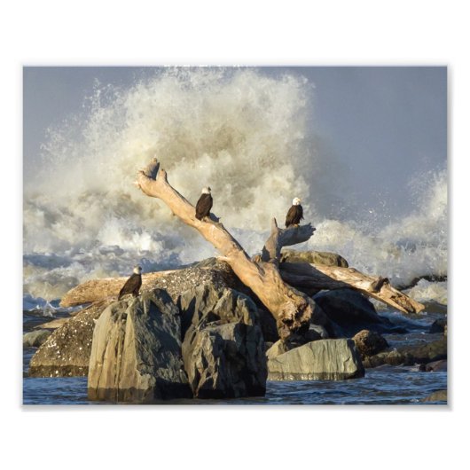 ワシと荒水 フォトプリント            (正面)