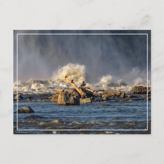 ワシと荒水 ポストカード (正面)