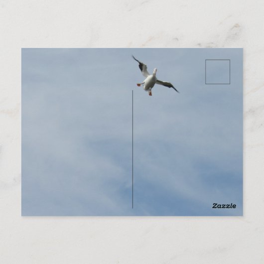 ワシのように飛ぶ、ペリカンのように陸地おもしろい- ポストカード (裏面)