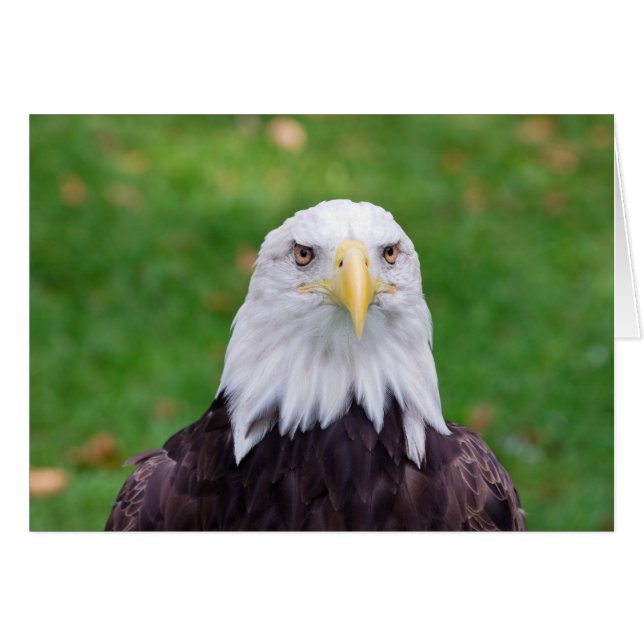 ワシの目 (正面横)