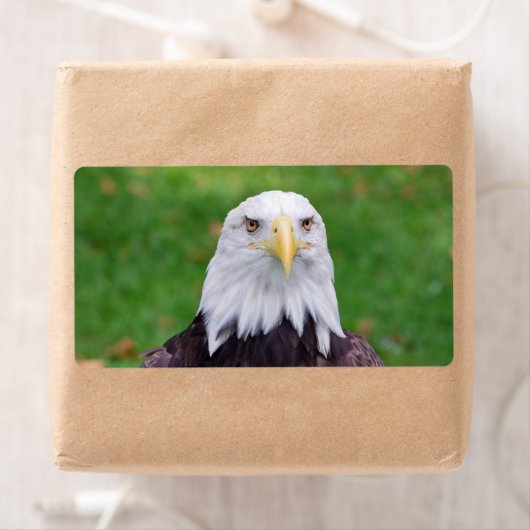 ワシの目 ラベル (インサイチュ)