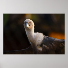 ワシの視線 ポスター