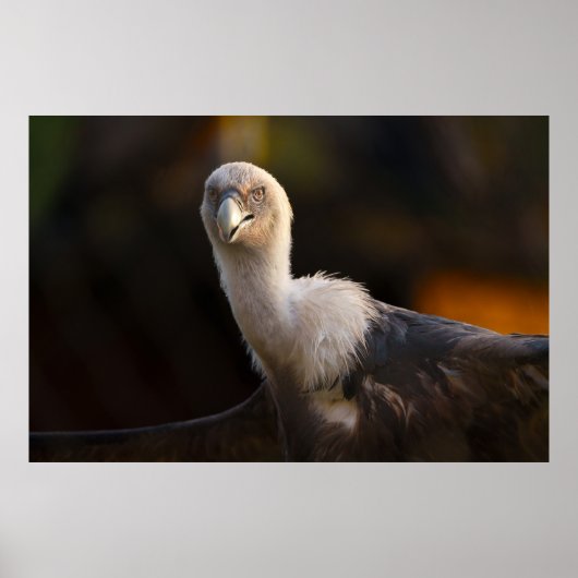 ワシの視線 ポスター (正面)