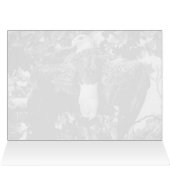 ワシを広げる (内部横(上))