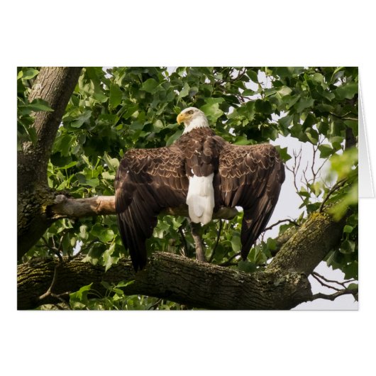 ワシを広げる (正面横)