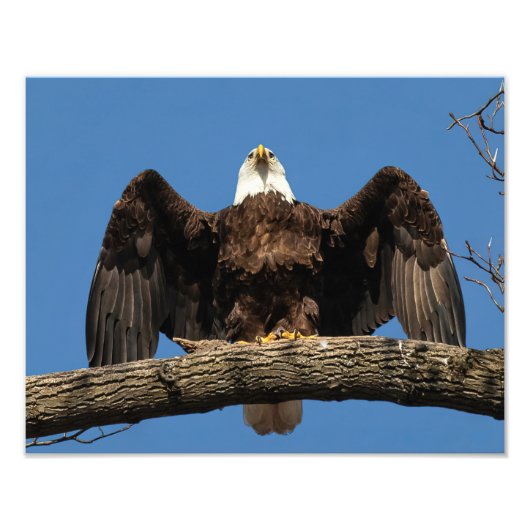 ワシを広げる フォトプリント            (正面)