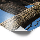 ワシを広げる フォトプリント            (角)