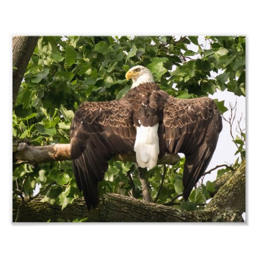 ワシを広げる フォトプリント            (正面)