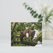 ワシを広げる ポストカード (スタンド正面)