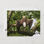 ワシを広げる ポストカード (正面/裏面)