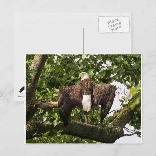 ワシを広げる ポストカード (正面/裏面)