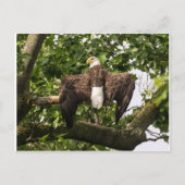 ワシを広げる ポストカード (正面)