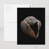 ワシミミズクのポストカード ポストカード (正面/裏面)