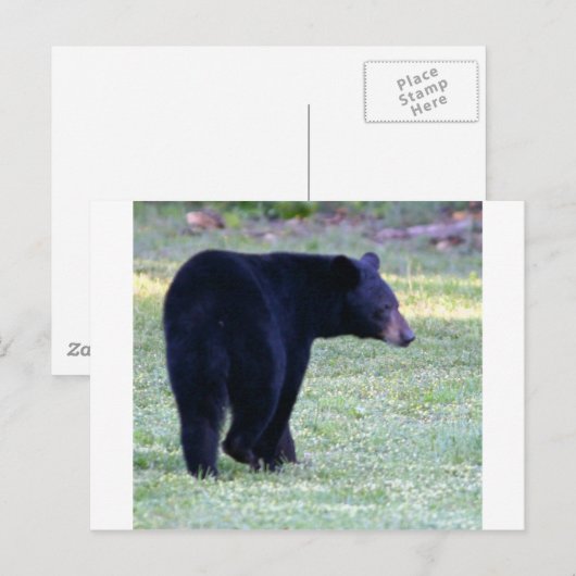 ワシムクグマ ポストカード (正面/裏面)