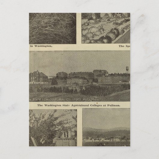 ワシントンの多才な倹約 ポストカード (正面)