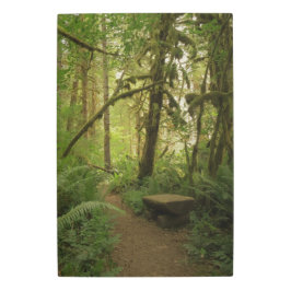 ワシントンの平和な緑の森の道 メタルプリント
