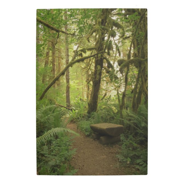 ワシントンの平和な緑の森の道 メタルプリント (正面)