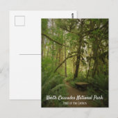 ワシントンの平穏な緑の森の小道 ポストカード (正面/裏面)