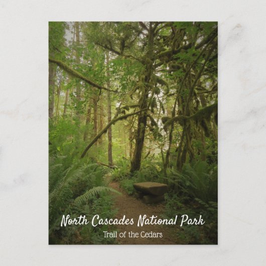 ワシントンの平穏な緑の森の小道 ポストカード (正面)