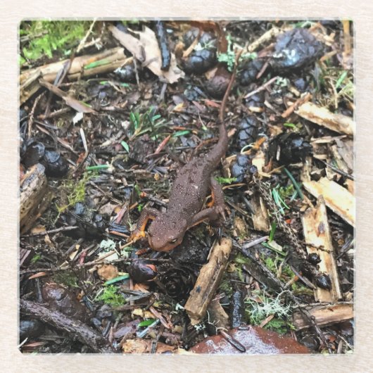 ワシントンの森のサラマンダー ガラスコースター (正面)