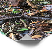 ワシントンの森のサラマンダー ポスター (角)