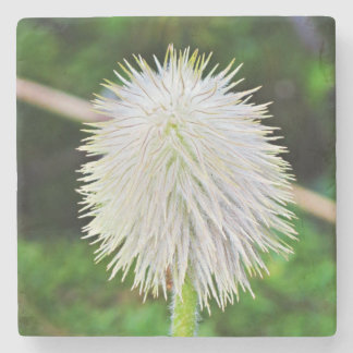 ワシントンの野生の花 パスクフラワー 白い種子 ストーンコースター