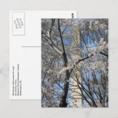 ワシントンモニュメントの桜の木 001 ポストカード (正面/裏面)