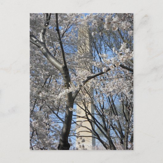 ワシントンモニュメントの桜の木 001 ポストカード (正面)