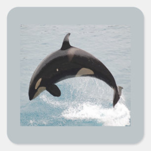 ワシントン州のシャチのクジラ スクエアシール