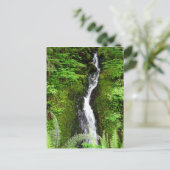 ワシントン州はがき:クィナオレインフォレスト ポストカード (スタンド正面)