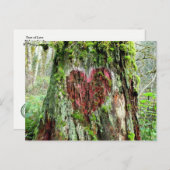 ワシントン州はがき:恋の木 ポストカード (正面/裏面)