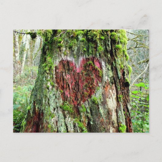 ワシントン州はがき:恋の木 ポストカード (正面)