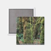 ワシントン州オリンピック国立公園ホーレインフォレスト マグネット (正面/裏面)