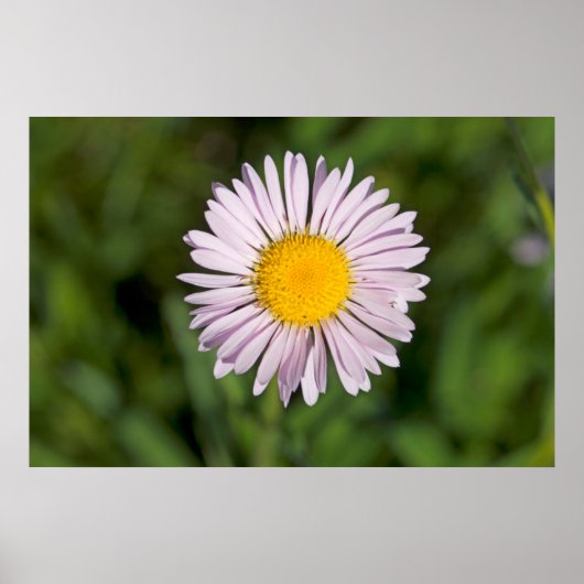 ワシントン州カスケードレンジ、山ベイカー ポスター (正面)