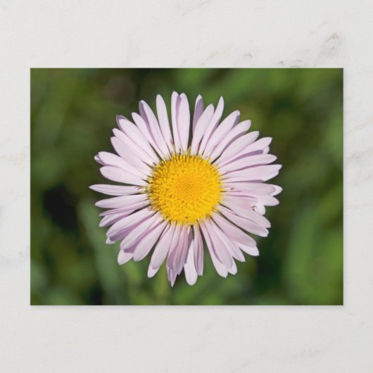 ワシントン州カスケードレンジ、山ベイカー ポストカード (正面)